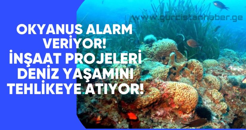 Okyanus Alarm Veriyor: İnşaat Projeleri Deniz Yaşamını Tehlikeye Atıyor