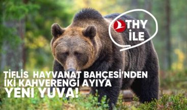 Tiflis Hayvanat Bahçesi’nden iki kahverengi ayıya yeni yuva
