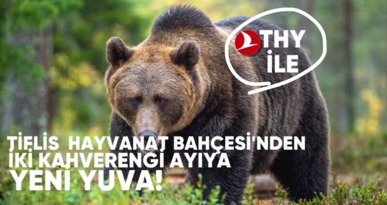 Tiflis Hayvanat Bahçesi’nden iki kahverengi ayıya yeni yuva