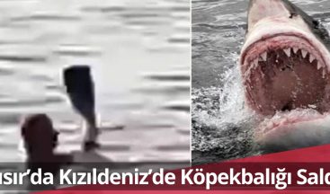 Mısır’da Kızıldeniz’de Köpekbalığı Saldırısı!