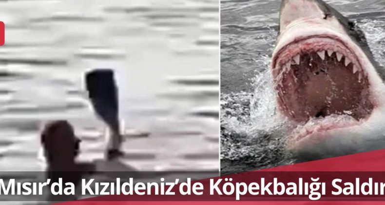 Mısır’da Kızıldeniz’de Köpekbalığı Saldırısı!