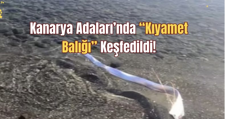 Kanarya Adaları’nda “Kıyamet Balığı” Keşfedildi!