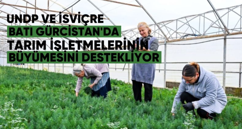 UNDP ve İsviçre, Batı Gürcistan’da Tarım İşletmelerinin Büyümesini Destekliyor