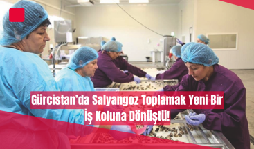 Gürcistan’da Salyangoz Toplamak Yeni Bir İş Koluna Dönüştü!