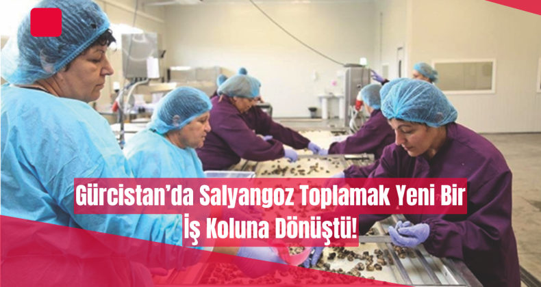 Gürcistan’da Salyangoz Toplamak Yeni Bir İş Koluna Dönüştü!