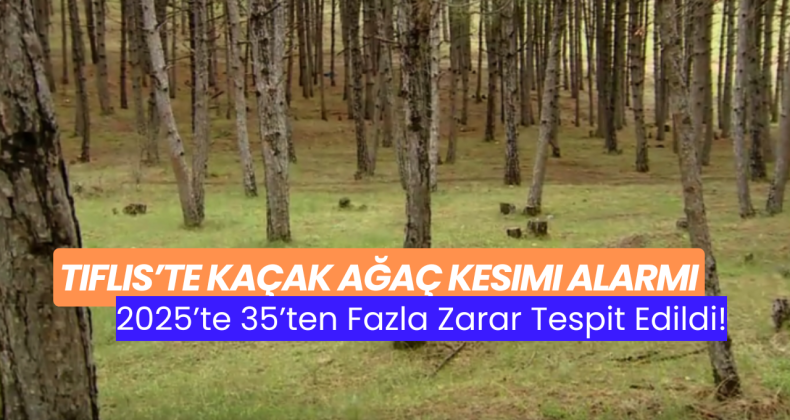 Tiflis’te Kaçak Ağaç Kesimi Alarmı: 2025’te 35’ten Fazla Zarar Tespit Edildi!