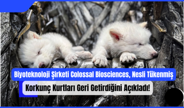 Biyoteknoloji Şirketi Colossal Biosciences, Nesli Tükenmiş Korkunç Kurtları Geri Getirdiğini Açıkladı!