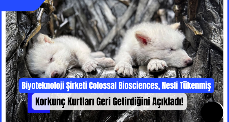 Biyoteknoloji Şirketi Colossal Biosciences, Nesli Tükenmiş Korkunç Kurtları Geri Getirdiğini Açıkladı!