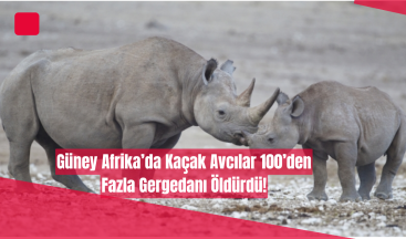Güney Afrika’da Kaçak Avcılar 100’den Fazla Gergedanı Öldürdü!