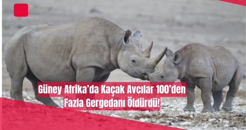 Güney Afrika’da Kaçak Avcılar 100’den Fazla Gergedanı Öldürdü!