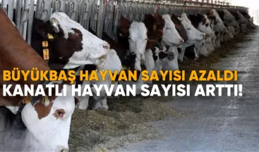 2025’in İlk Çeyreğinde Büyükbaş Hayvan Sayısı Azaldı, Kanatlı Hayvan Sayısı Arttı