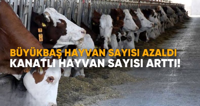 2025’in İlk Çeyreğinde Büyükbaş Hayvan Sayısı Azaldı, Kanatlı Hayvan Sayısı Arttı