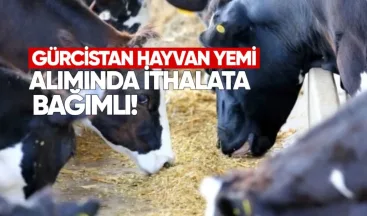 Gürcistan hayvan yemi alımında ithalata bağımlı