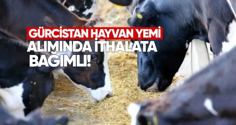 Gürcistan hayvan yemi alımında ithalata bağımlı
