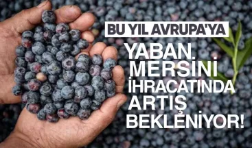 Bu Yıl Avrupa’ya Yaban Mersini İhracatında Artış Bekleniyor – Yaban Mersini Üreticileri Derneği