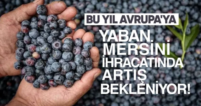 Bu Yıl Avrupa’ya Yaban Mersini İhracatında Artış Bekleniyor – Yaban Mersini Üreticileri Derneği
