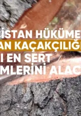 Gürcistan Hükümeti Orman Kaçakçılığına Karşı En Sert Önlemleri Alacak