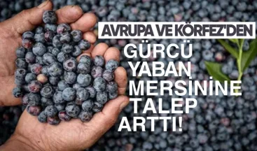 Avrupa ve Körfez’den Gürcü Maviyemişine Talep Arttı: Fiyatlar Yüksek Seviyede Kaldı