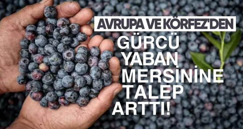 Avrupa ve Körfez’den Gürcü Maviyemişine Talep Arttı: Fiyatlar Yüksek Seviyede Kaldı