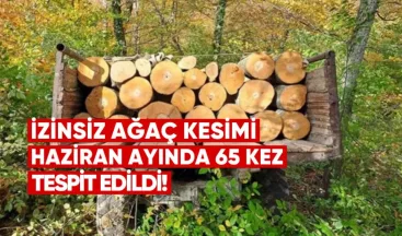 İzinsiz Ağaç Kesimi ve Taşınması Haziran Ayında 65 Kez Tespit Edildi – Ulusal Orman Ajansı