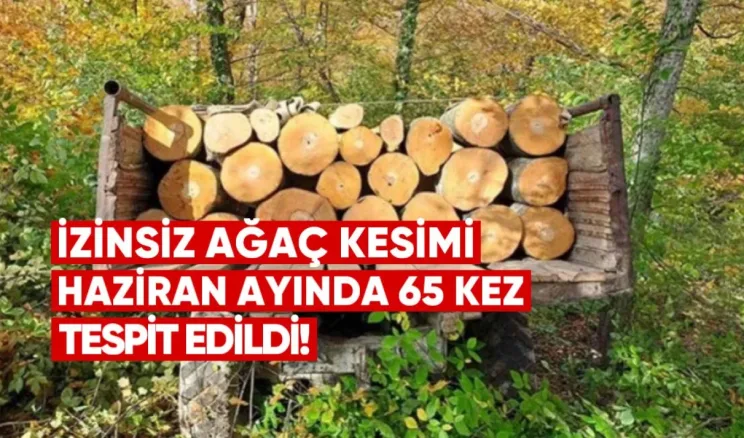 İzinsiz Ağaç Kesimi ve Taşınması Haziran Ayında 65 Kez Tespit Edildi – Ulusal Orman Ajansı