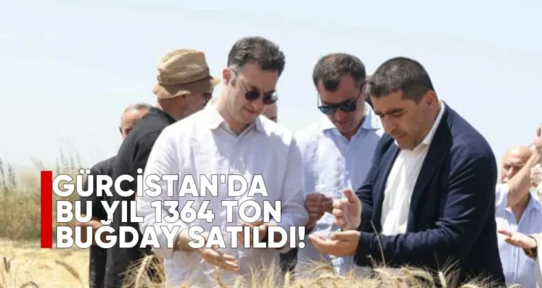 Gürcistan’da Bu Yıl 1364 Ton Buğday Satıldı: Fiyat 70 Tetri’ye Kadar Yükseldi