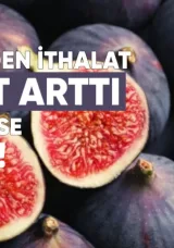 Türkiye’den Gelen İncir İthalatı 15 Kat Arttı, İhracat ise Düştü