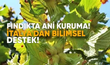 Fındıkta Ani Kuruma: İtalya’dan Bilimsel Destek