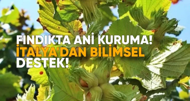 Fındıkta Ani Kuruma: İtalya’dan Bilimsel Destek