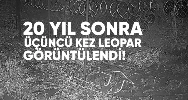 20 Yıl Sonra Üçüncü Kez: Gürcistan’da Leopar Görüntülendi