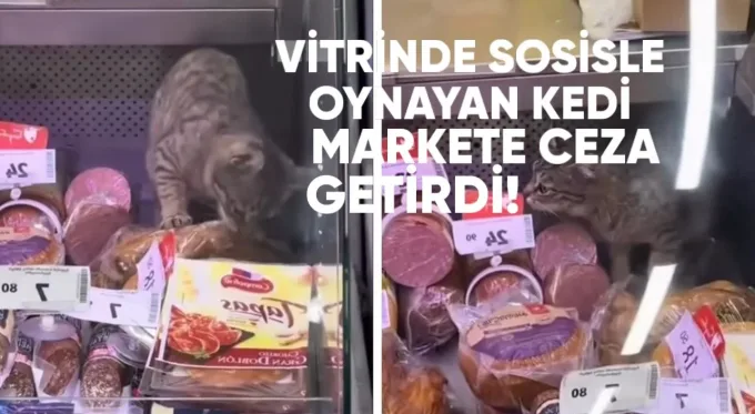 Dükkan vitrininde sosisle oynayan kedi para cezasına mahkum oldu