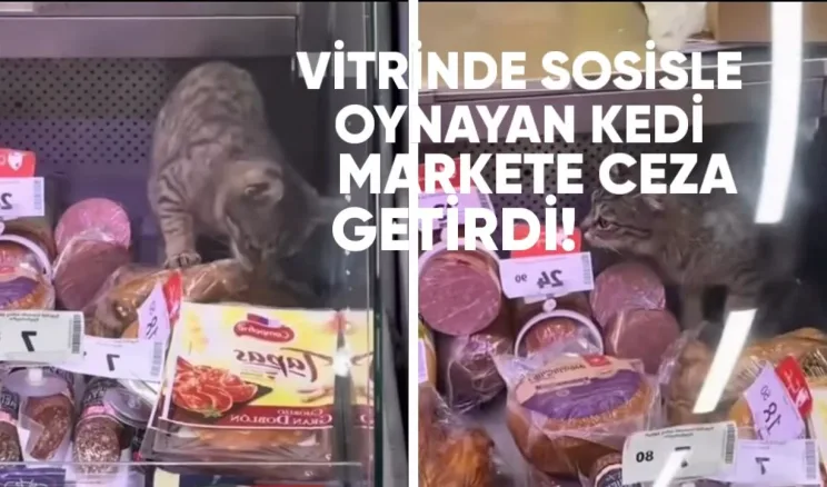 Dükkan vitrininde sosisle oynayan kedi para cezasına mahkum oldu