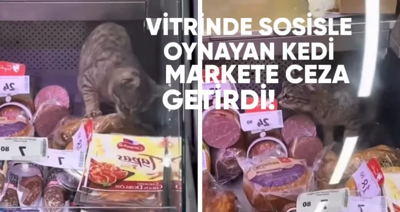 Dükkan vitrininde sosisle oynayan kedi para cezasına mahkum oldu