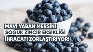 Mavi Yaban Mersini Üreticisi: Gürcistan’da Soğuk Zincir Eksikliği İhracatı Zorlaştırıyor