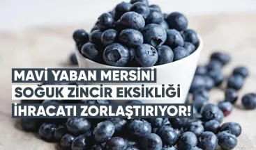 Mavi Yaban Mersini Üreticisi: Gürcistan’da Soğuk Zincir Eksikliği İhracatı Zorlaştırıyor