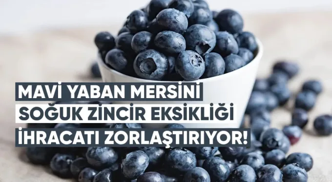 Mavi Yaban Mersini Üreticisi: Gürcistan’da Soğuk Zincir Eksikliği İhracatı Zorlaştırıyor