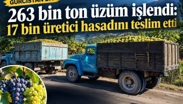 Gürcistan’da 263 bin ton üzüm işlendi: 17 bin üretici hasadını teslim etti