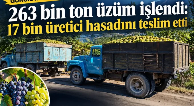 Gürcistan’da 263 bin ton üzüm işlendi: 17 bin üretici hasadını teslim etti