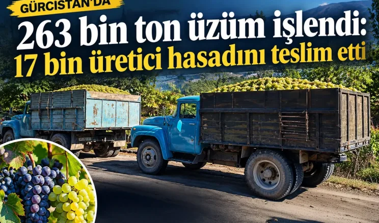 Gürcistan’da 263 bin ton üzüm işlendi: 17 bin üretici hasadını teslim etti